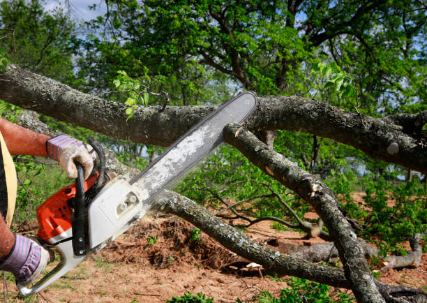 Best Tree Stump Removal  in Beach, ND